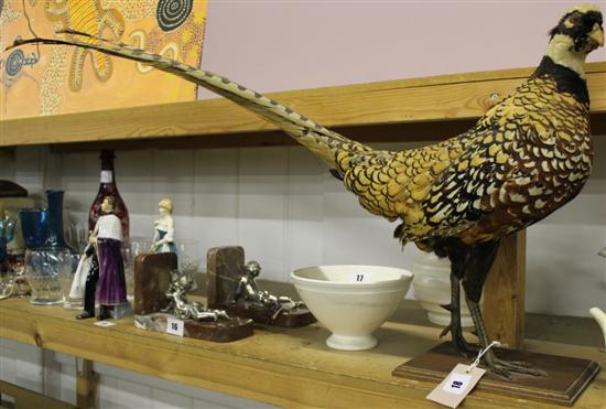 Taxidermy pheasant